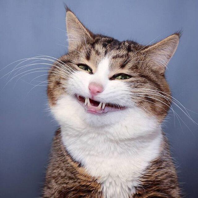 Rexie the Cat’s Cheeky “Gift Face